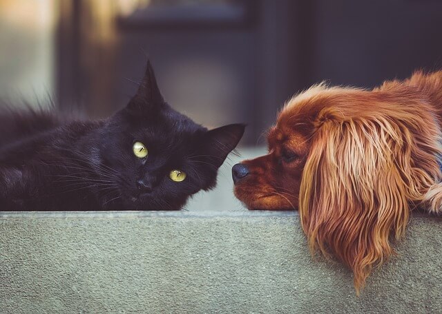 犬と猫